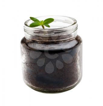 Jar of seedling isolated over white