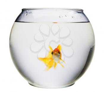Aquarium with a goldfish in it isolated over white