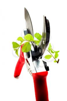 Red pruning shears pruning a plant isolated over white