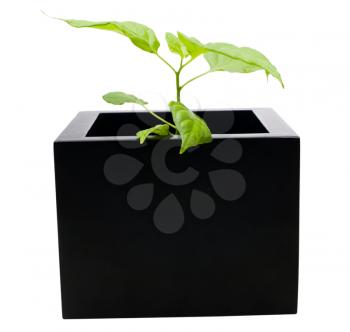 Potted plant isolated over white