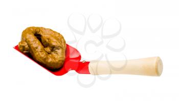 Feces in a shovel isolated over white