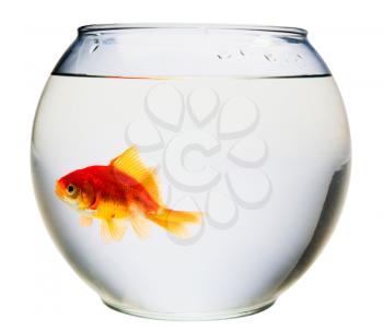 Goldfish in a fishbowl isolated over white