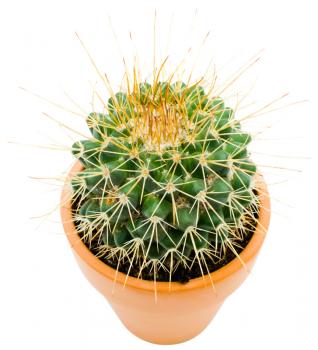 Plant of Cactus isolated over white