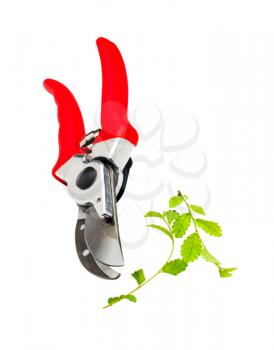 Plant is pruning by pruning shears isolated over white