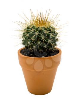 Cactus plant in a pot isolated over white