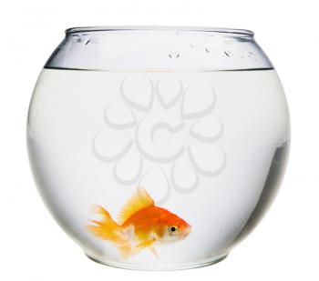 Fishbowl with a goldfish in it isolated over white