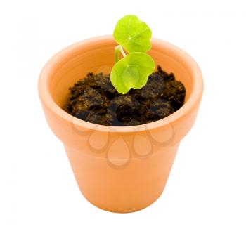 Potted plant isolated over white
