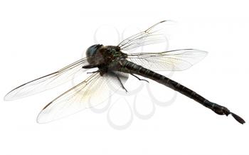 Close-up of a dragonfly isolated over white