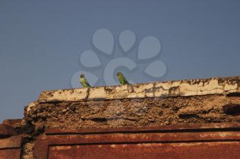 Birds perching on a wall, Fatehpur Sikri, Agra, Uttar Pradesh, India