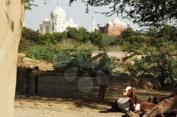 Goat in a mud hut with the mausoleum in the background, Taj Mahal, Agra, Uttar Pradesh, India