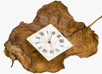Close-up of a clock on a dry leaf