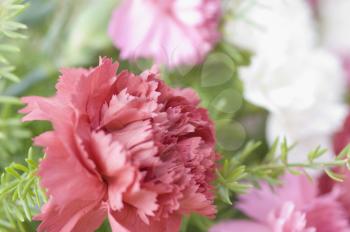 Close-up of Carnation flowers