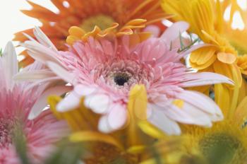 Close-up of Daisy flowers