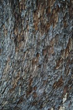 Close-up of a tree bark, Mysore, Karnataka, India