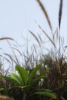 Tall grass in the field, Mysore, Karnataka, India