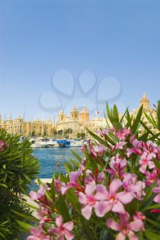 Flowers with a church in the background, San Lawrenz Church, Grand Harbor, Birgu, Malta