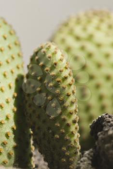 Close-up of a cactus plant, Gurgaon, Haryana, India