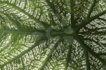 Detail of a leaf
