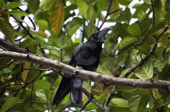 Raven perching on a tree branch, Kerala, India