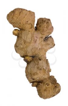 Close-up of a ginger