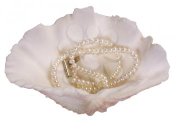 Close-up of a pearl necklace on a seashell