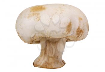Close-up of an edible mushroom