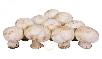 Close-up of edible mushrooms