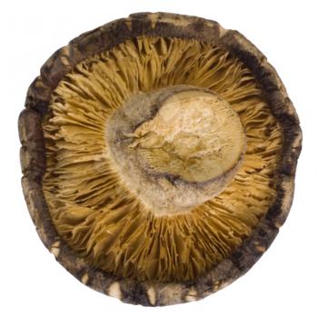 Close-up of a dried mushroom