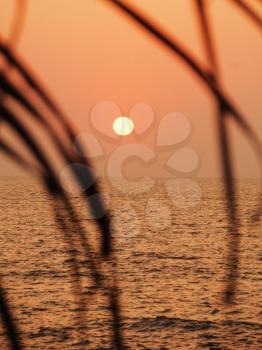 Sunset over the sea viewed through leaves, Goa, India