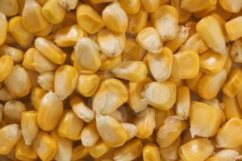 Close-up of corn kernels