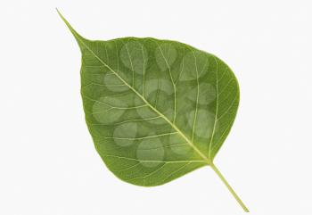 Close-up of a pipal leaf