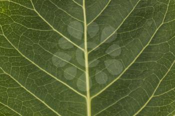 Close-up of a pipal leaf
