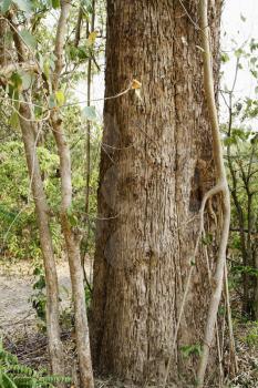 Tree in a forest, Jim Corbett National Park, Nainital, Uttarakhand, India