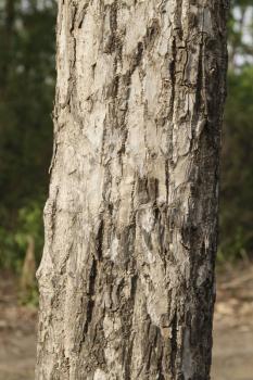 Close-up of a tree, Jim Corbett National Park, Nainital, Uttarakhand, India