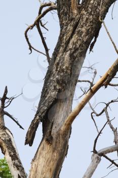 Close-up of a tree trunk, Jim Corbett National Park, Nainital, Uttarakhand, India