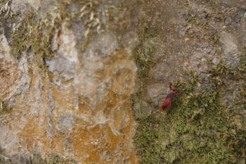 Red Milkweed beetle on a tree bark
