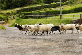 Flock of sheep on road, Ring Of Kerry, County Kerry, Republic of Ireland