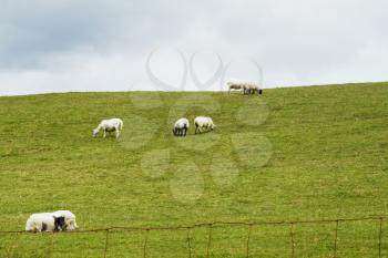 Sheep and cows grazing on a hill, Killarney National Park, Killarney, County Kerry, Republic of Ireland