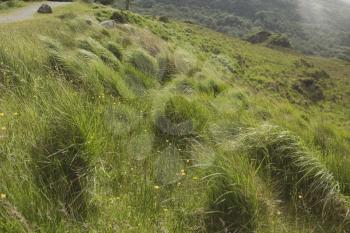 Tall grass in a national park, Killarney National Park, Killarney, Ring Of Kerry, County Kerry, Republic of Ireland