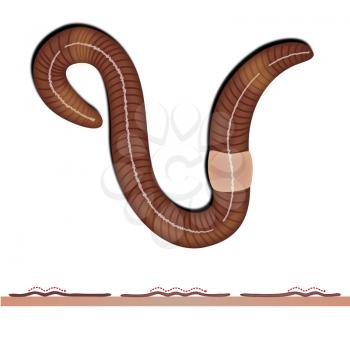 Close-up of an earthworm