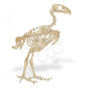 Skeleton of a terror bird