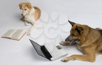 Dog using a laptop with another dog reading a book
