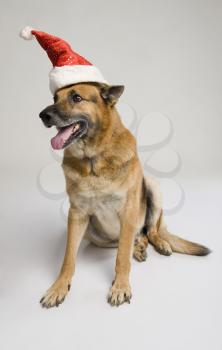 German Shepherd dog wearing a Santa hat