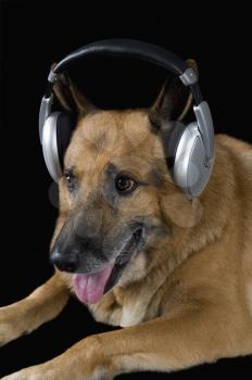 German Shepherd dog wearing headphones