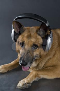 German Shepherd dog wearing headphones