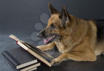 German Shepherd dog reading a book