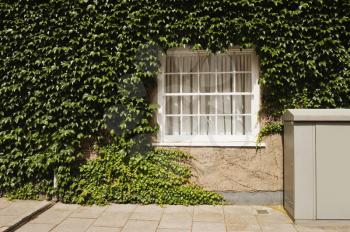 House covered with ivy, Oxford, Oxfordshire, England