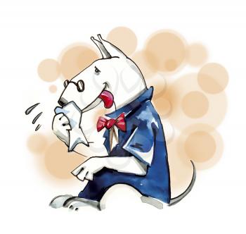 Royalty Free Clipart Image of a Bull Terrier Wiping His Face
