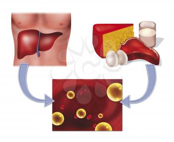 Royalty Free Clipart Image of a Diagram of Cholesterol in Food and Human Liver