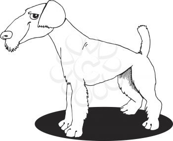 Royalty Free Clipart Image of an Airedale Terrier